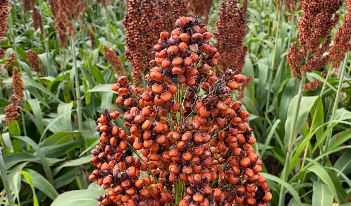 Lavoura de sorgo