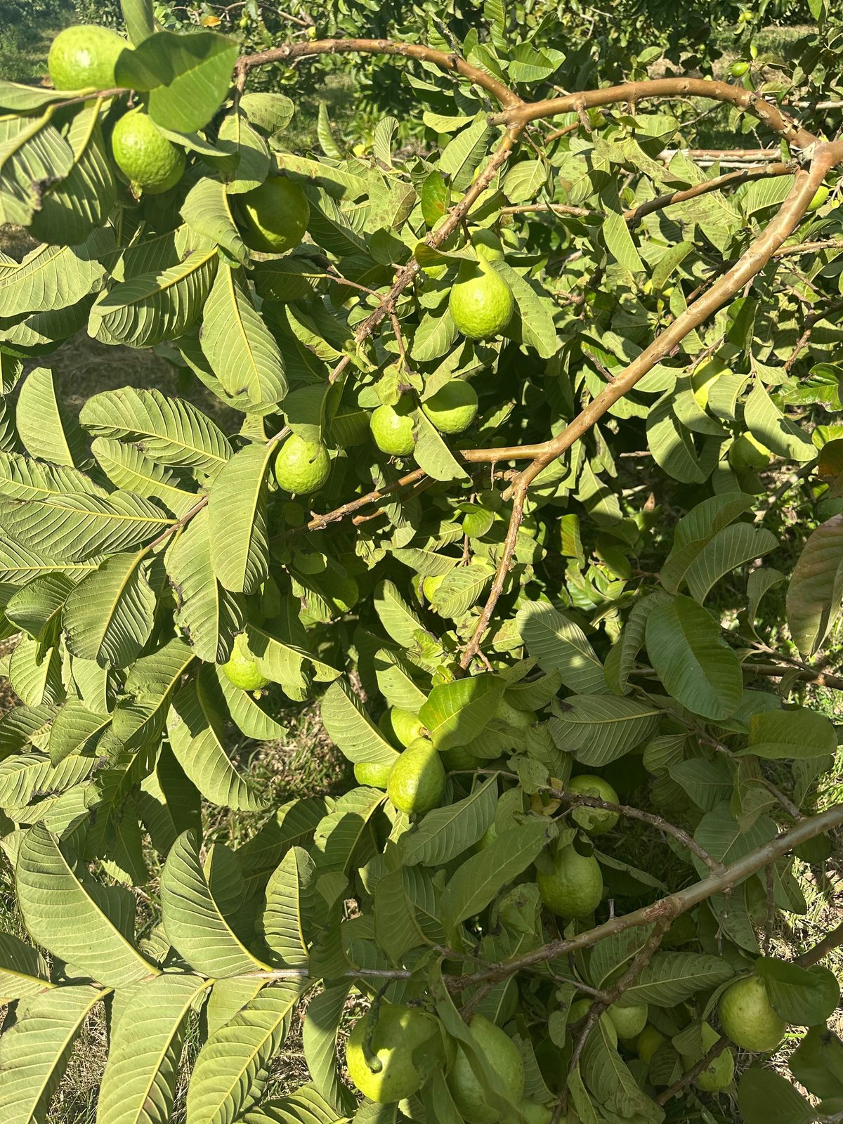 Goiabeira carregada de frutas no pomar