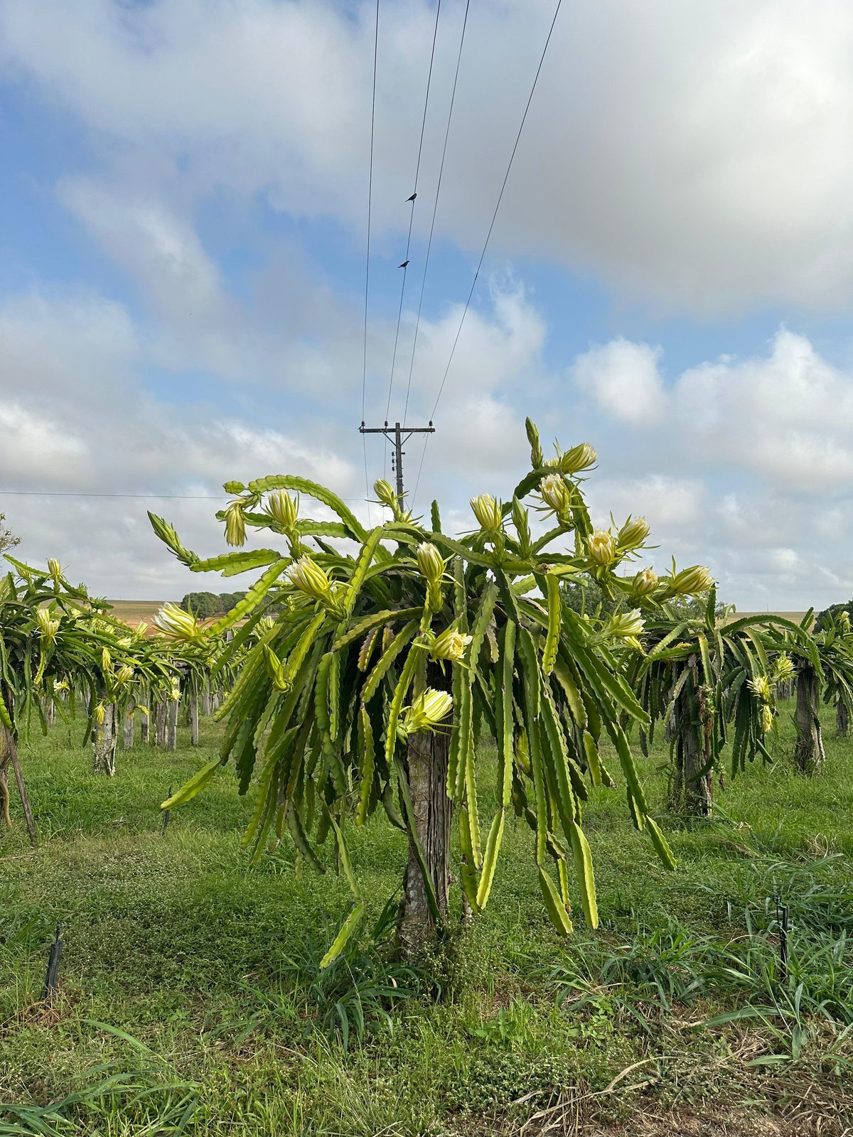 Pé de pitaya florido no pomar