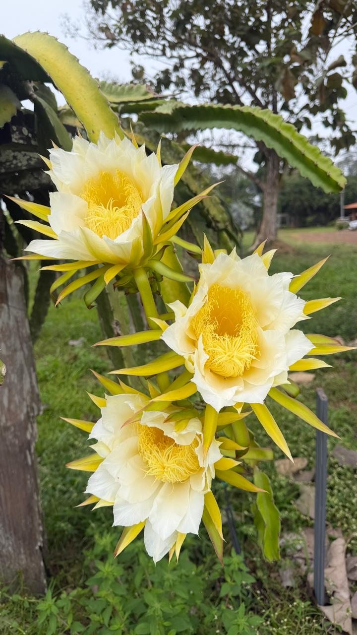 Flores da pitaya em detalhe