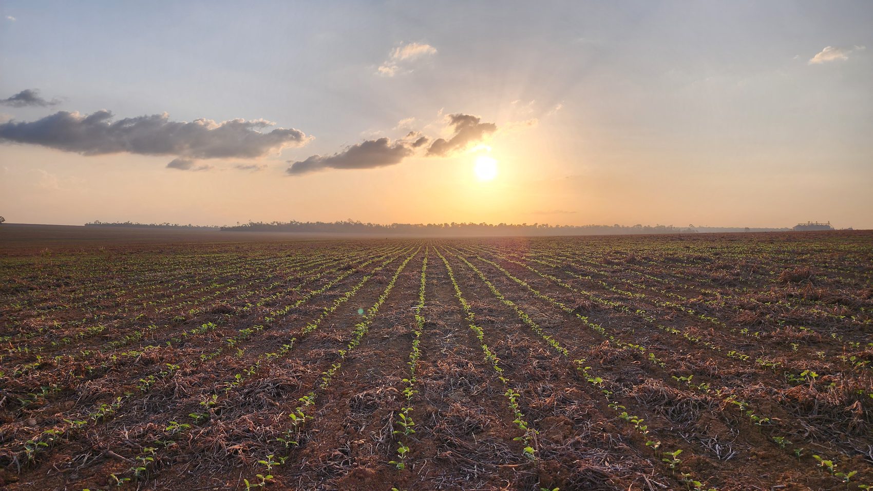 Lavoura de soja recém-plantada ao pôr do sol