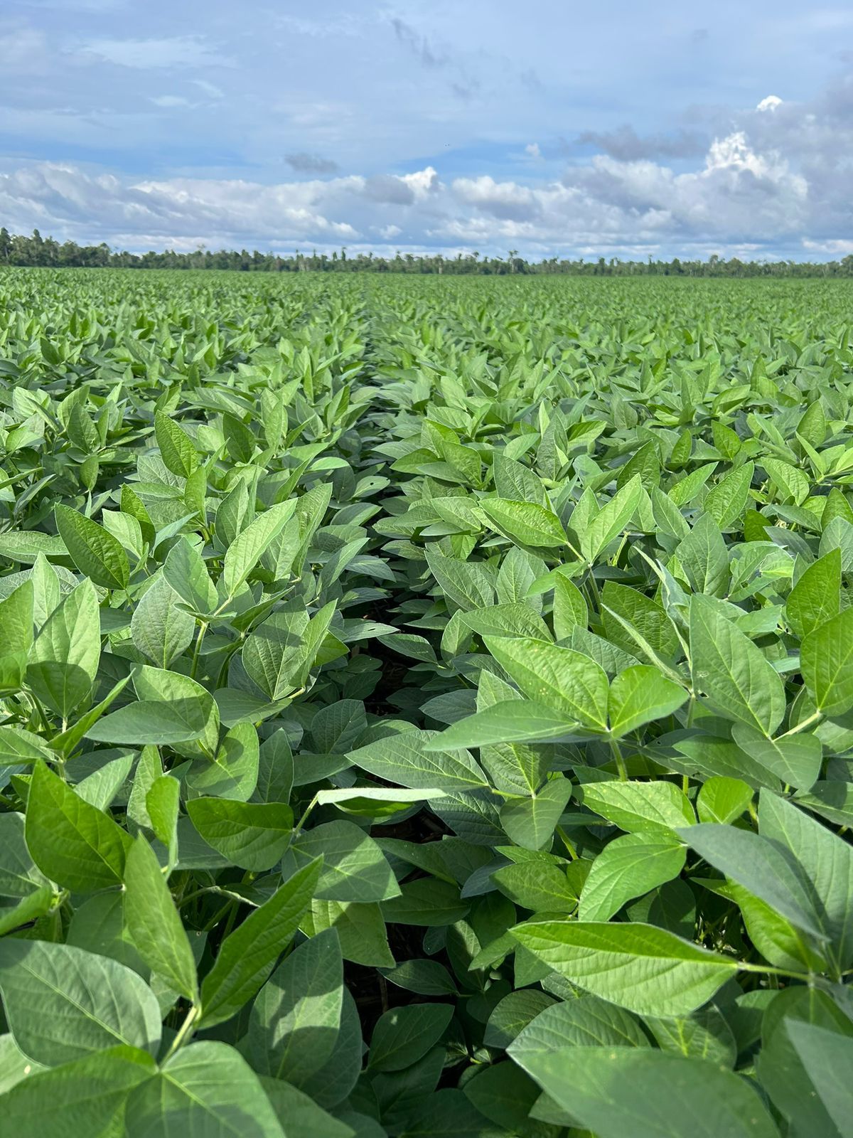 Lavoura de soja com floresta preservada ao fundo